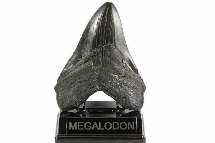 Fossil Megalodon Tooth - South Carolina #95327